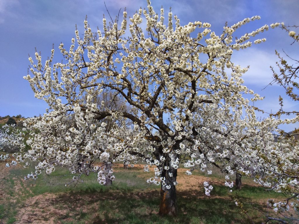 Floración de los cerezos 2019