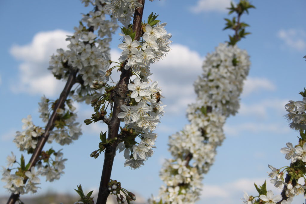 Novedades en la floración de los cerezos