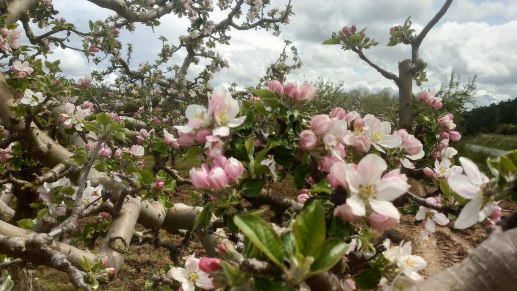 La primavera avanza en el Valle de las Caderechas