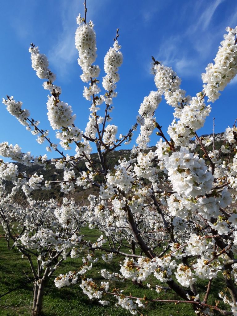 Tiempo de flores, tiempo de espera