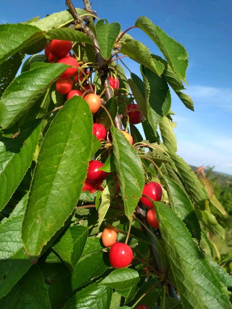 INICIAMOS LA CAMPAÑA DE CEREZA DE LA MARCA DE GARANTÍA