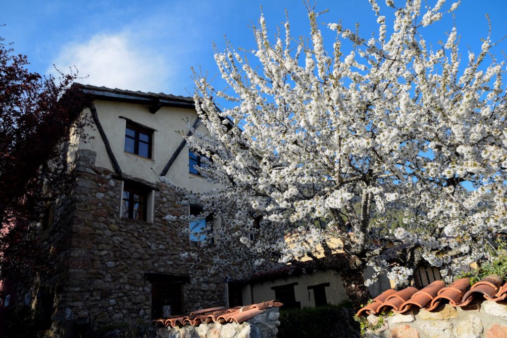 La floración de los cerezos en marcha