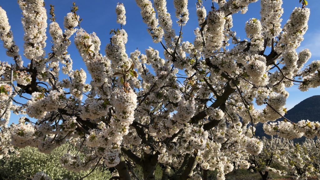 EL VALLE DE LAS CADERECHAS SE PREPARA PARA LA FLORACIÓN