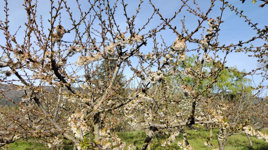 Las heladas nocturnas deslucen la floración de los cerezos.