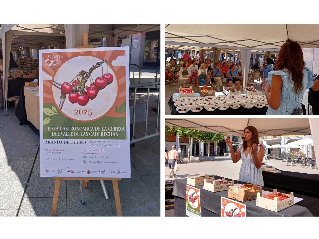 IMÁGENES DE LA FIESTA GASTRONÓMICA DE LA CEREZA EN ARANDA 2025